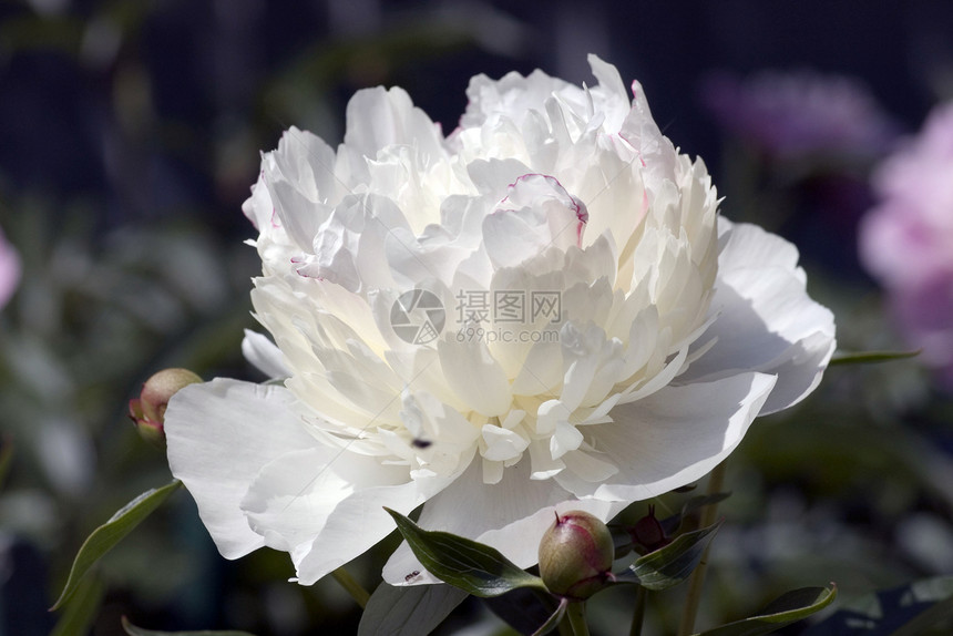 绿色背景的白小马花朵环境芳香牡丹阳光宏观栽培香味花期花瓣图片