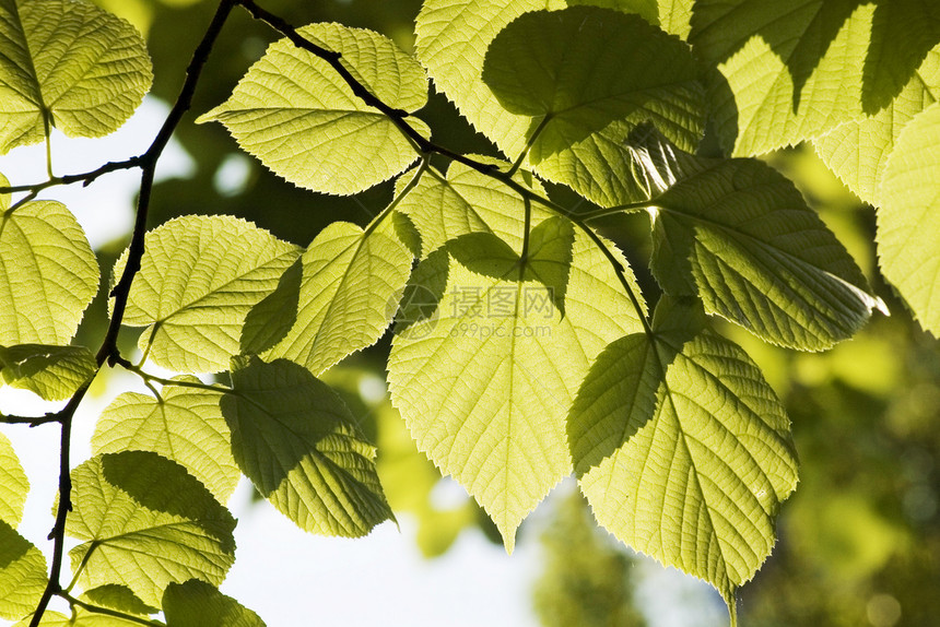 绿叶 浅焦点宏观叶子植物树木环境绿色森林生长分支机构树叶图片