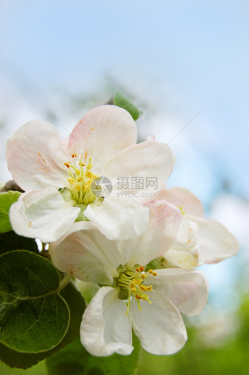 苹果树晴天蓝色绿色粉色季节花瓣白色植物群图片
