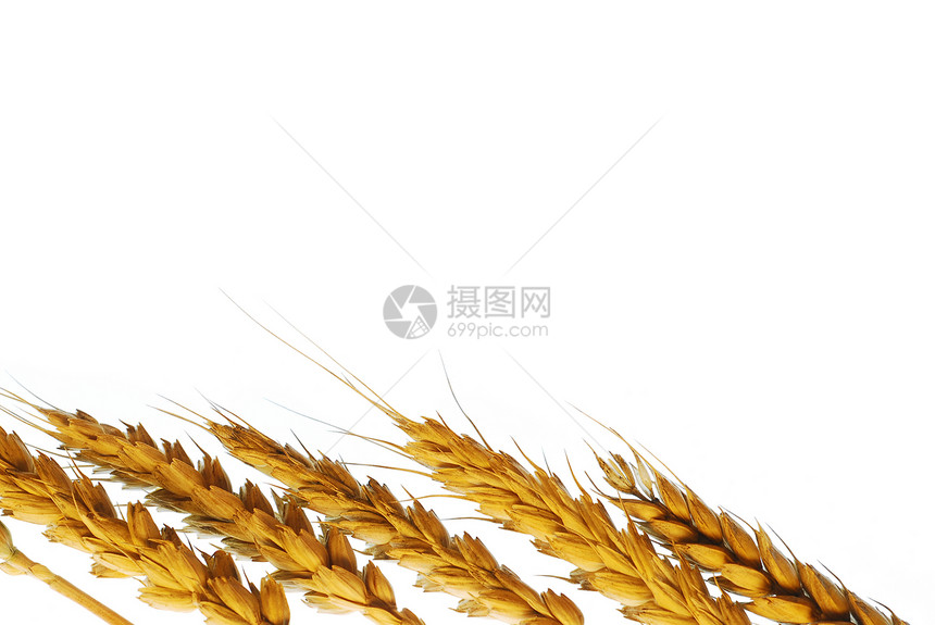 小麦厂背景图片