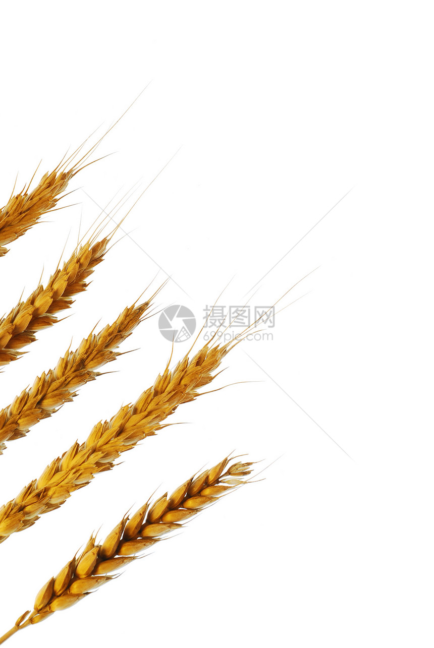 小麦宏观新生活草本植物粮食稻草种子来源核心谷物耳朵图片