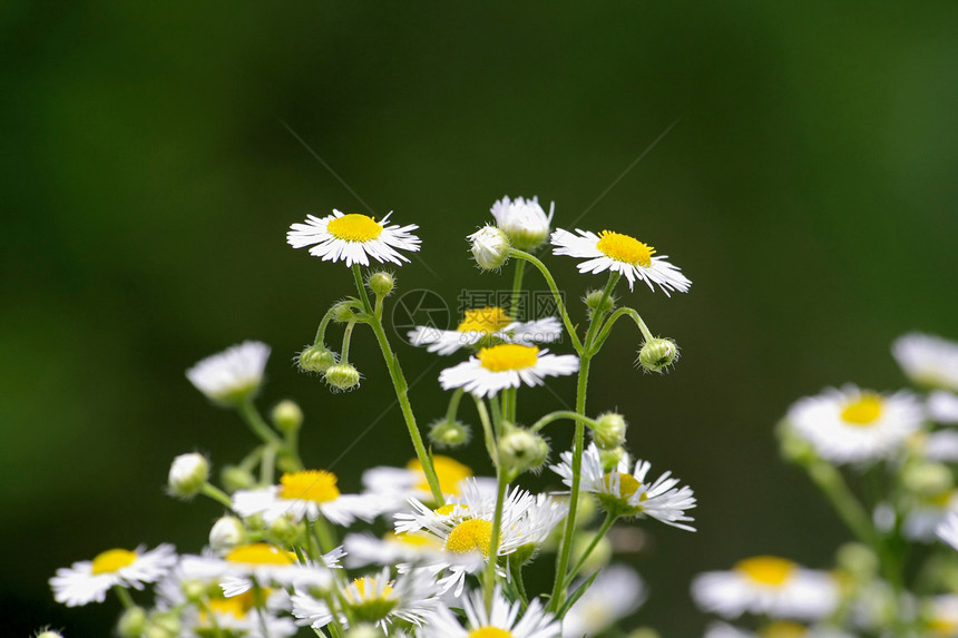 喀麦隆草地草本植物花束宏观花瓣野花场地叶子白色图片