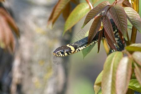 绚丽的蛇草蛇树木皮肤荒野爬虫蛇皮野生动物绿色危险眼睛蛇头背景