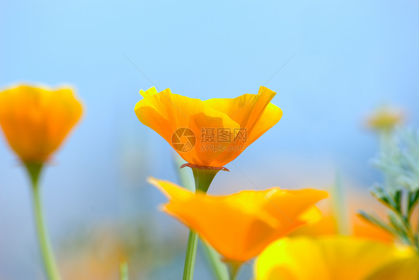 鲜花青菜植物群花瓣植物黄色图片