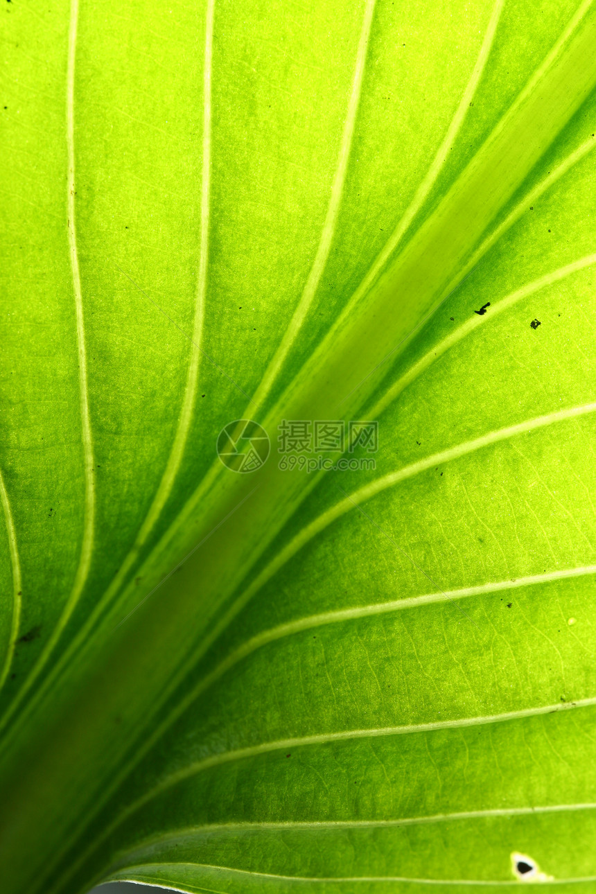 绿叶静脉绿色叶子光合作用网格植物群植物生长情调阳光植物学图片