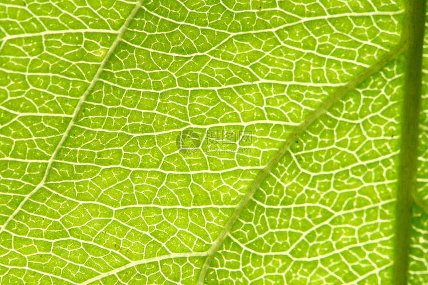 绿叶静脉植物群植物学情调阴影光合作用森林绿色生长桦木阳光图片