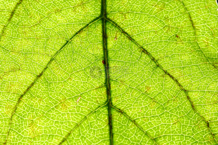 绿叶静脉植物群情调宏观绿色桦木床单花园阴影森林植物图片