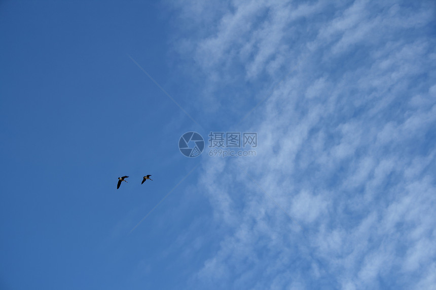 天空中两只野鹅图片