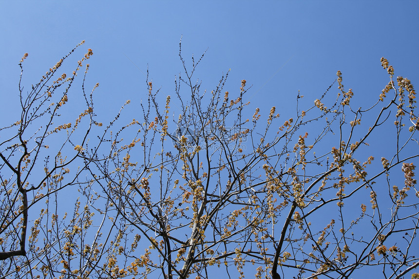 带芽和叶子的树布丁图片