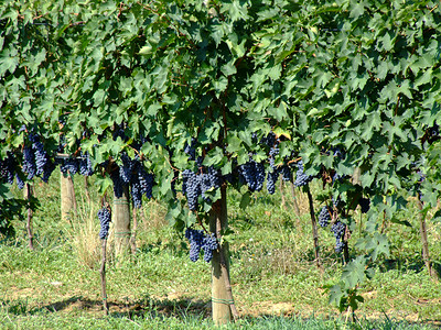 藤场 2圆形水果蓝色食物收成酒厂绿色藤蔓生产葡萄园背景图片