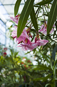 Oleander( )背景图片