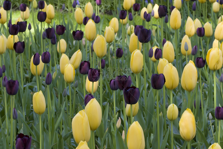 春天的荷兰郁金香灯泡花园花朵图片