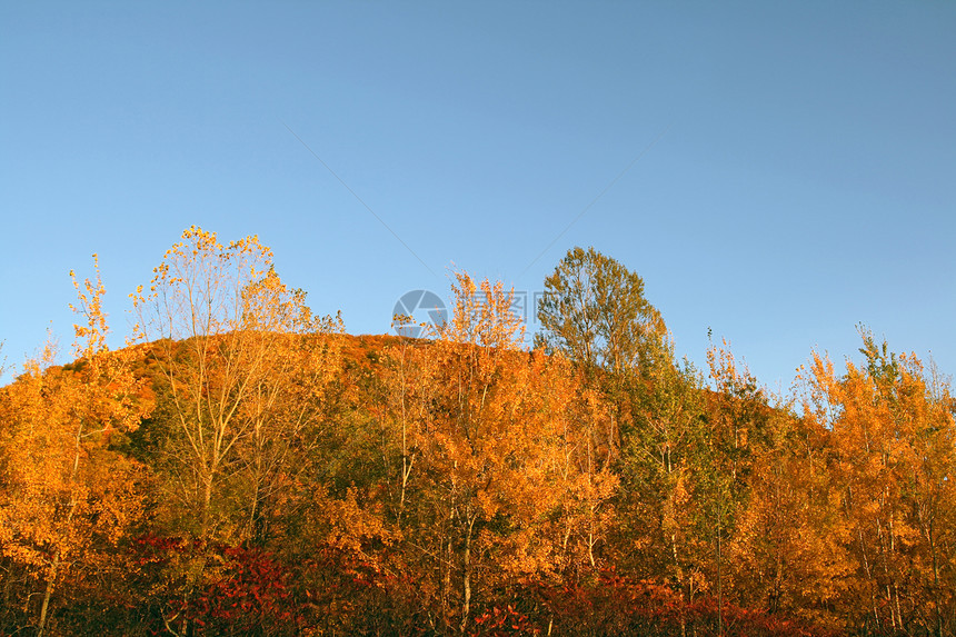 山丘上的秋林环境蓝天叶子树木黄色天空爬坡风景饱和树叶图片