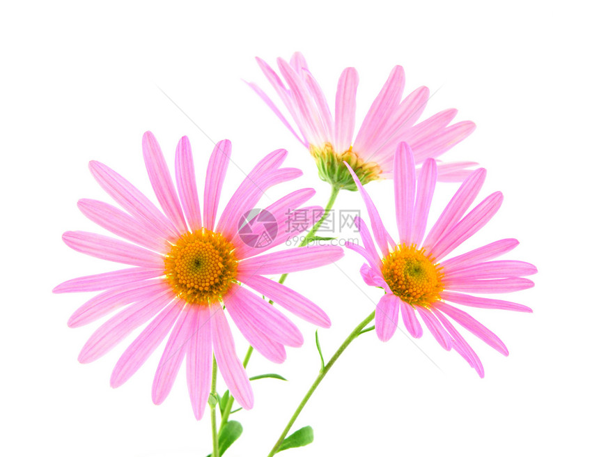 粉红色的热贝拉花朵白色粉色植物活力植物学植物群生长花瓣花束香味图片