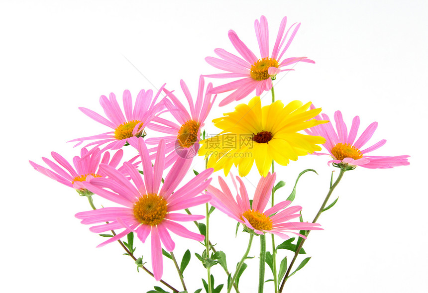 美丽的粉色和黄色花朵图片