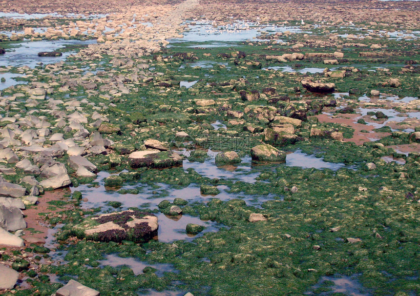 低潮的岩石冒险潮汐岩池水池海藻悬崖风景海岸线海岸海洋图片