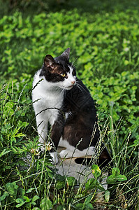 驯化黑猫和白猫猫科花园宠物动物背景