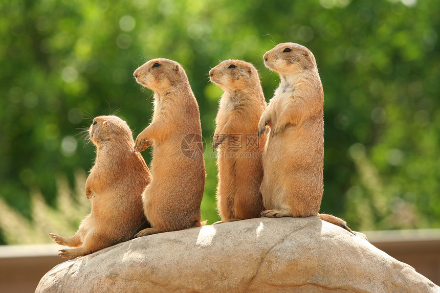 岩石上的草原狗动物地鼠动物园棕色土拨鼠警报图片