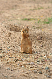 帕蕊狗吃草动物哺乳动物棕色地鼠背景图片
