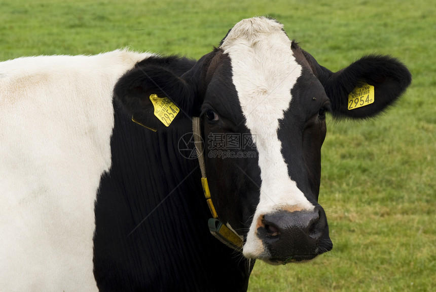 一头荷兰母牛的肖像图片