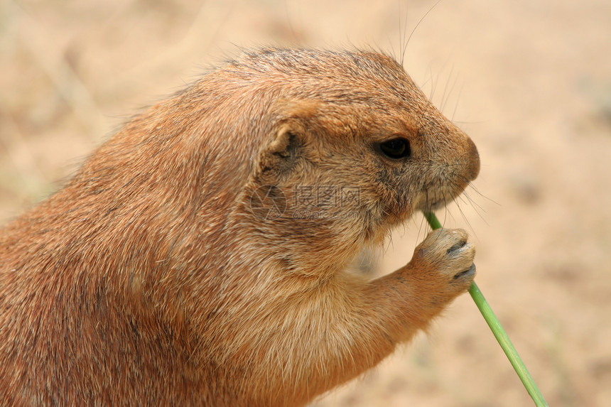 帕蕊狗吃草动物园动物哺乳动物棕色地鼠图片