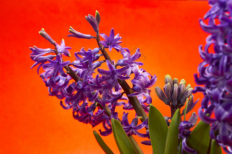 赫亚辛红色紫色花瓣背景图片