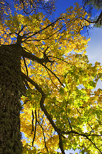 明亮黄黄色金色树叶林地天空叶子绿色库存季节晴天蓝色植物树干背景图片