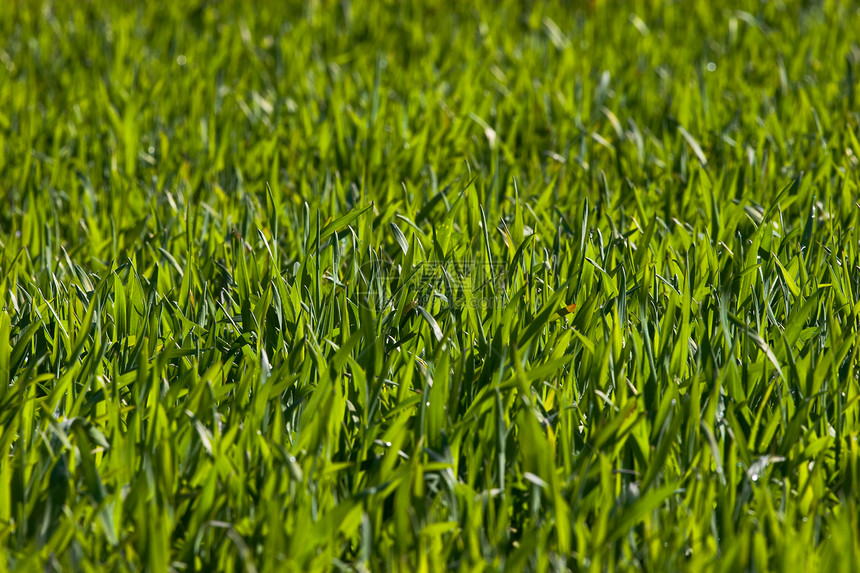 新的绿草小麦植物学蔬菜公园场地草地场景土地农业环境图片