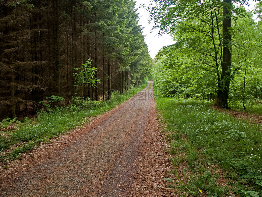 森林中的脚足路径森林生长远足黑子故事缠绕太阳小路环境车道图片