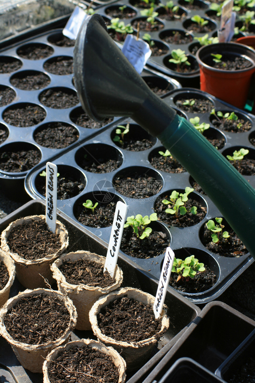 种子和锅蔬菜豆子塑料绿色花园幼苗菜花园艺喷壶回收图片