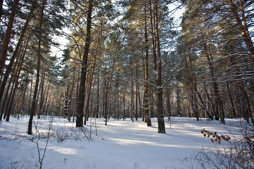 冬季森林公园图片