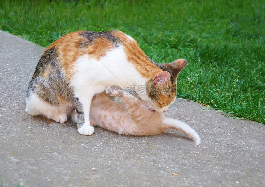 猫和小猫婴儿猫咪牛奶家庭哺乳动物母亲爱抚动物宠物耳朵图片