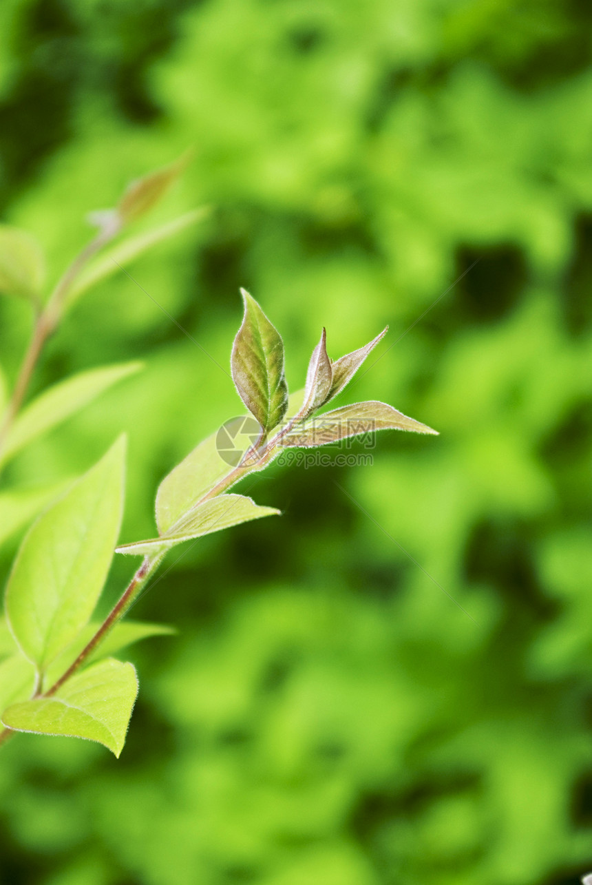 工厂衬套生物学生长森林植物生活叶子环境宏观图片