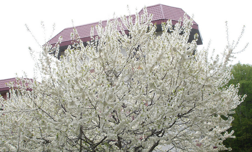 以屋顶背景上的颜色显示的树图片