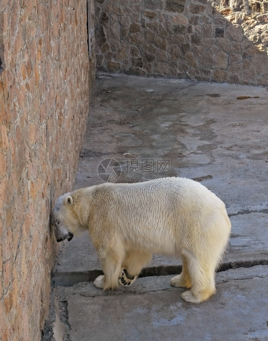 北极熊鸟舍哺乳动物动物石头捕食者动物园图片