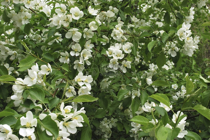 苹果树季节叶子植物绿色白色花园图片