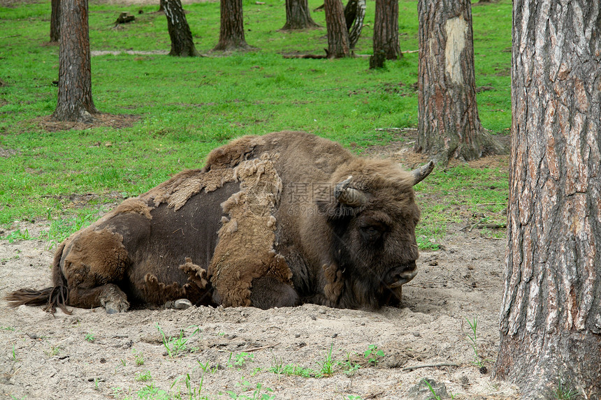 极地水牛毛皮棕色哺乳动物野生动物动物荒野公园家畜图片