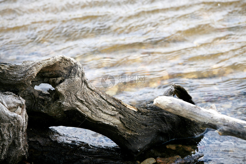 在河中坠落扭曲的原木图片