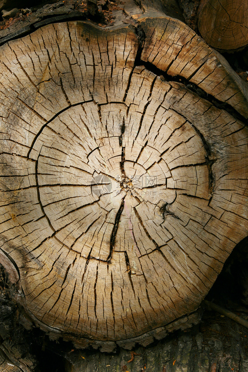 树背对齐历史树干日志树木材料木头棕色年度生活木材图片