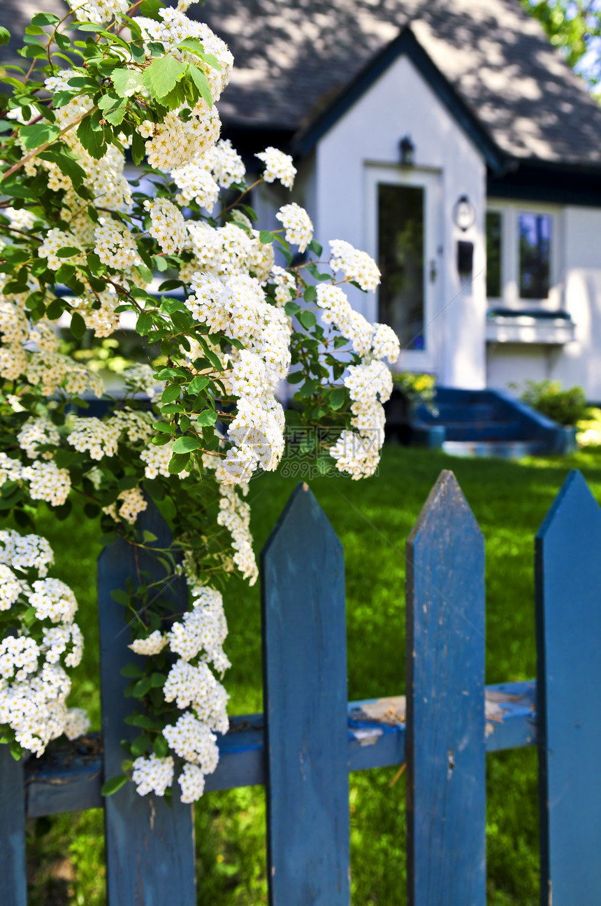 带白花的蓝色栅栏木头小屋房子住宅新娘花朵击剑花圈财产院子图片