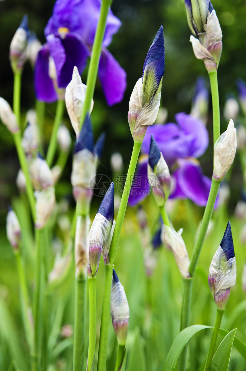 月升起花坛蓝色紫色植物学植物园艺虹膜花园花朵植物群图片