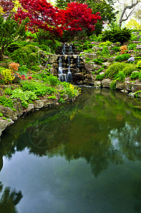 连带瀑布和池塘园林花朵风景绿化反射岩石美化树木花园植物背景