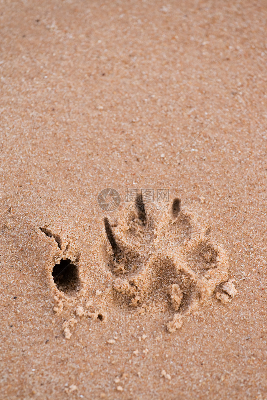 沙中狗爪印烙印掌印踪迹宠物曲目脚趾猎犬脚印哈巴狗脚步图片