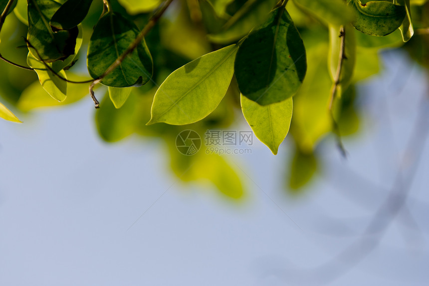 绿叶天空叶子生长花园森林蓝色植物树叶环境图片