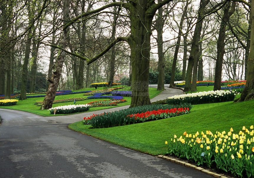 Keukenhof 花园之路花朵人行道水仙花小路郁金香旅行灯泡目的地图片