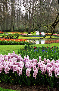 Keukenhof的Hyacinths和图利普斯郁金香目的地旅行灯泡花园花朵池塘背景图片