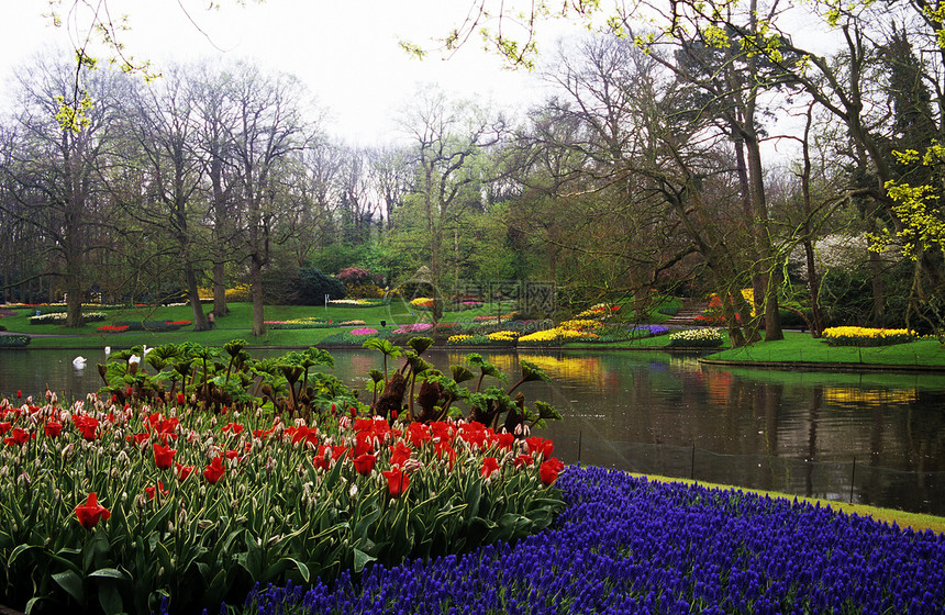 基肯霍夫花园旅行郁金香目的地花朵灯泡池塘天鹅图片