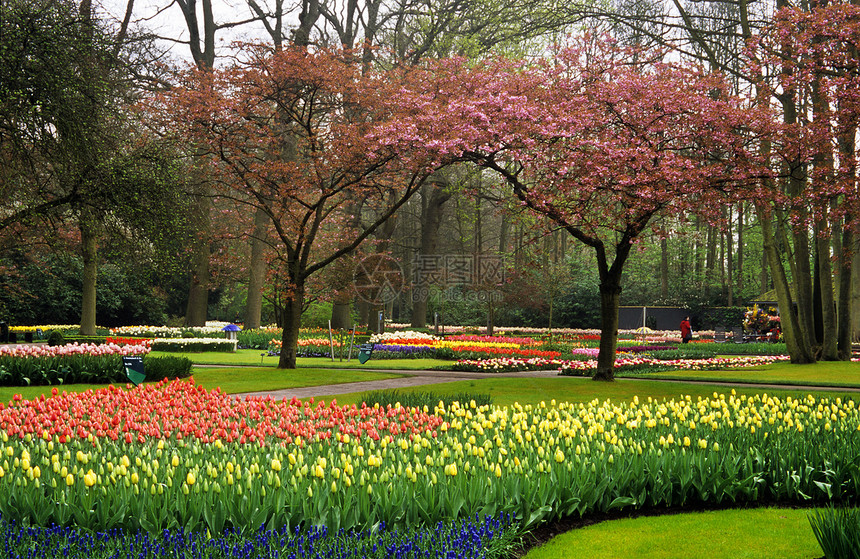 基肯霍夫花园郁金香目的地灯泡旅行花朵图片