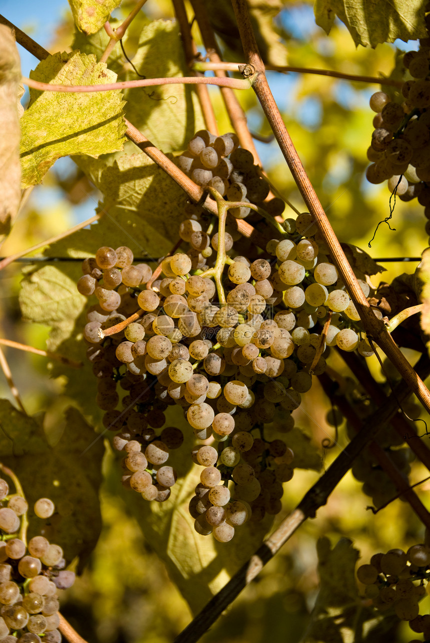 Jurancon 葡萄葡萄酒旅行葡萄园农场农业收成满生栽培树叶图片