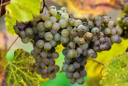 Jurancon 葡萄葡萄酒农场栽培葡萄园旅行葡萄满生农业背景图片